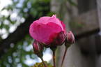 Pink Perpétué rose photo