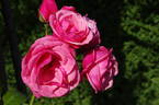 Pink Perpétué rose photo