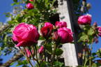 Pink Perpétué rose photo