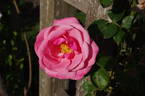 Pink Perpétué rose photo
