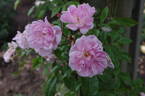 Tea Rambler rose photo