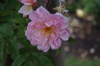 Tea Rambler rose photo