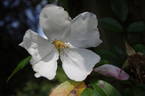 <i>Rosa gigantea 'Cooperii'</i> rose photo
