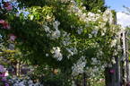 R. longicuspis rose photo