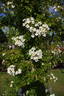R. longicuspis rose photo