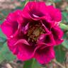 Eyeconic ® Plum Lemonade rose photo