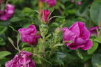 Hansa (Rugosa, Schaum rose photo
