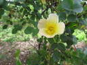 Lord Penzance rose photo
