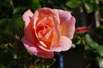 Dream Girl rose photo