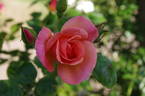 Dream Girl rose photo