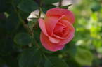 Dream Girl rose photo