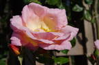 Dream Girl rose photo