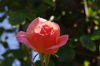 Dream Girl rose photo
