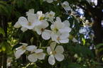 La Mortola rose photo