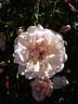 Auguste Gervais rose photo