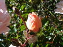 Auguste Gervais rose photo