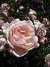 Auguste Gervais rose photo