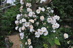 Auguste Gervais rose photo
