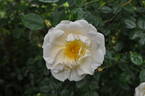 Auguste Gervais rose photo