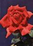 Applause rose photo