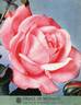 Grace de Mónaco rose photo