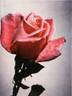Dr. Debat rose photo
