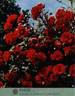 Fugue ® rose photo