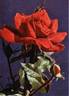 Sandar rose photo