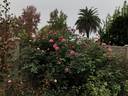 Monsieur Tillier rose photo