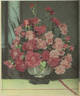 Improved Cécile Brünner rose photo