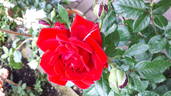 Jugendliebe rose photo