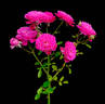 Marriotta rose photo