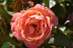 City of Benalla rose photo