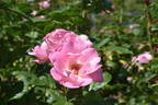 Cliff Richard rose photo
