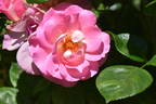 Cliff Richard rose photo