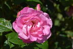 Cliff Richard rose photo