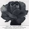 Augustus Hartmann rose photo