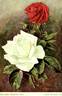 Frau Karl Druschki rose photo