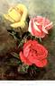 General MacArthur rose photo
