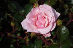 Valentine Heart rose photo