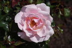 Valentine Heart rose photo
