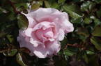 Valentine Heart rose photo