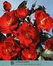 Sarabande rose photo