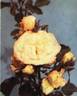 Soeur Marie-Ange rose photo