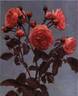 Feu de Bengale rose photo