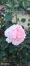 ABRchild rose photo
