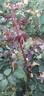 ABRchild rose photo