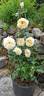 ABRpaula rose photo
