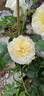 ABRpaula rose photo