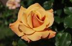 Singin' in the Rain rose photo